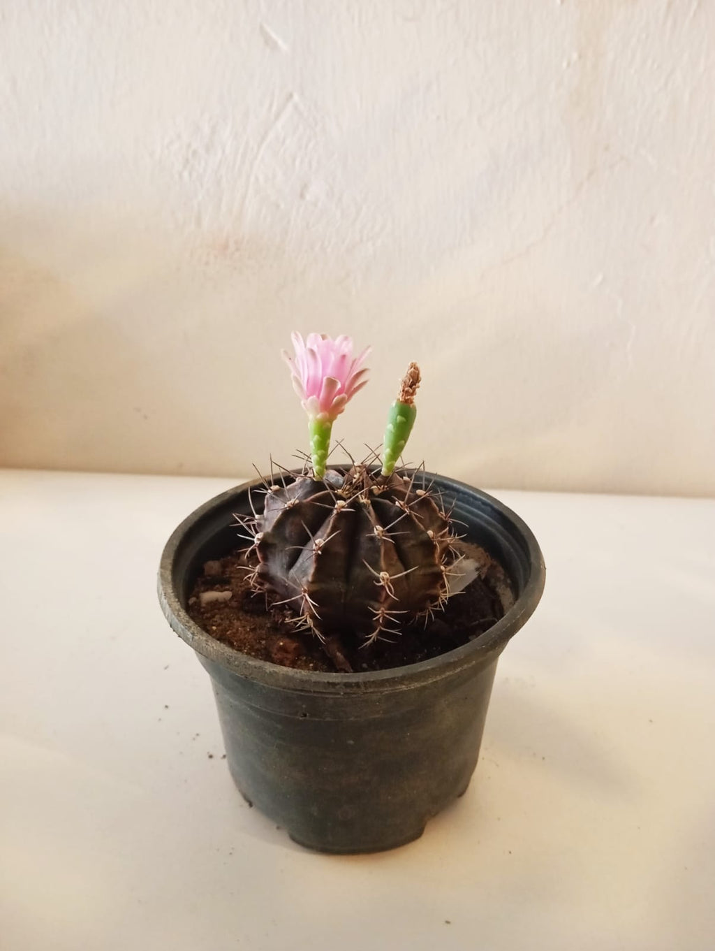 Pembe Çiçek Açan Aşılı Ay Kaktüsü – Nadir Gymnocalycium Mihanovichii  Canlı Saksı Bitkisi