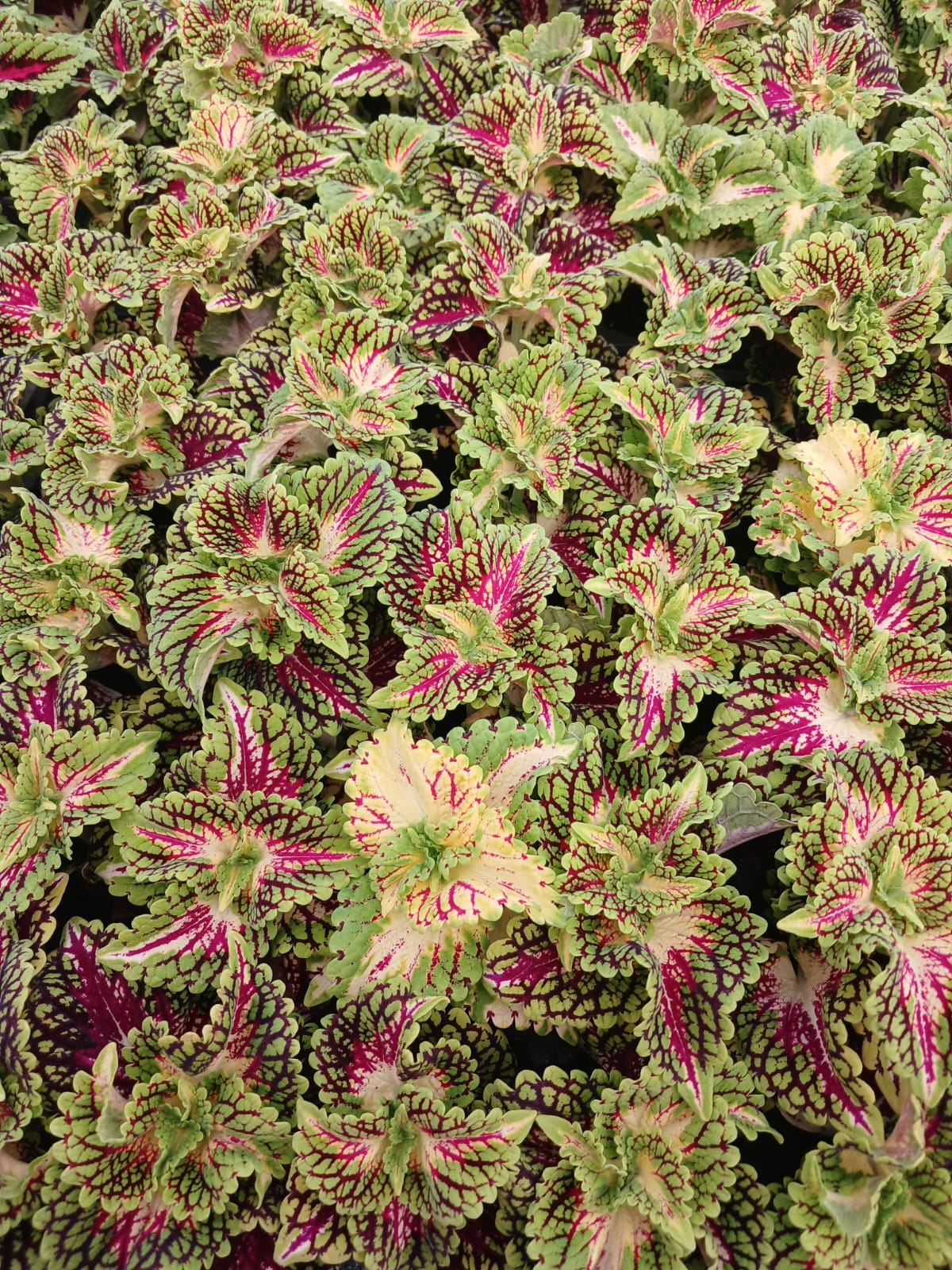 kolyos çiçeği nasıl çoğaltılır