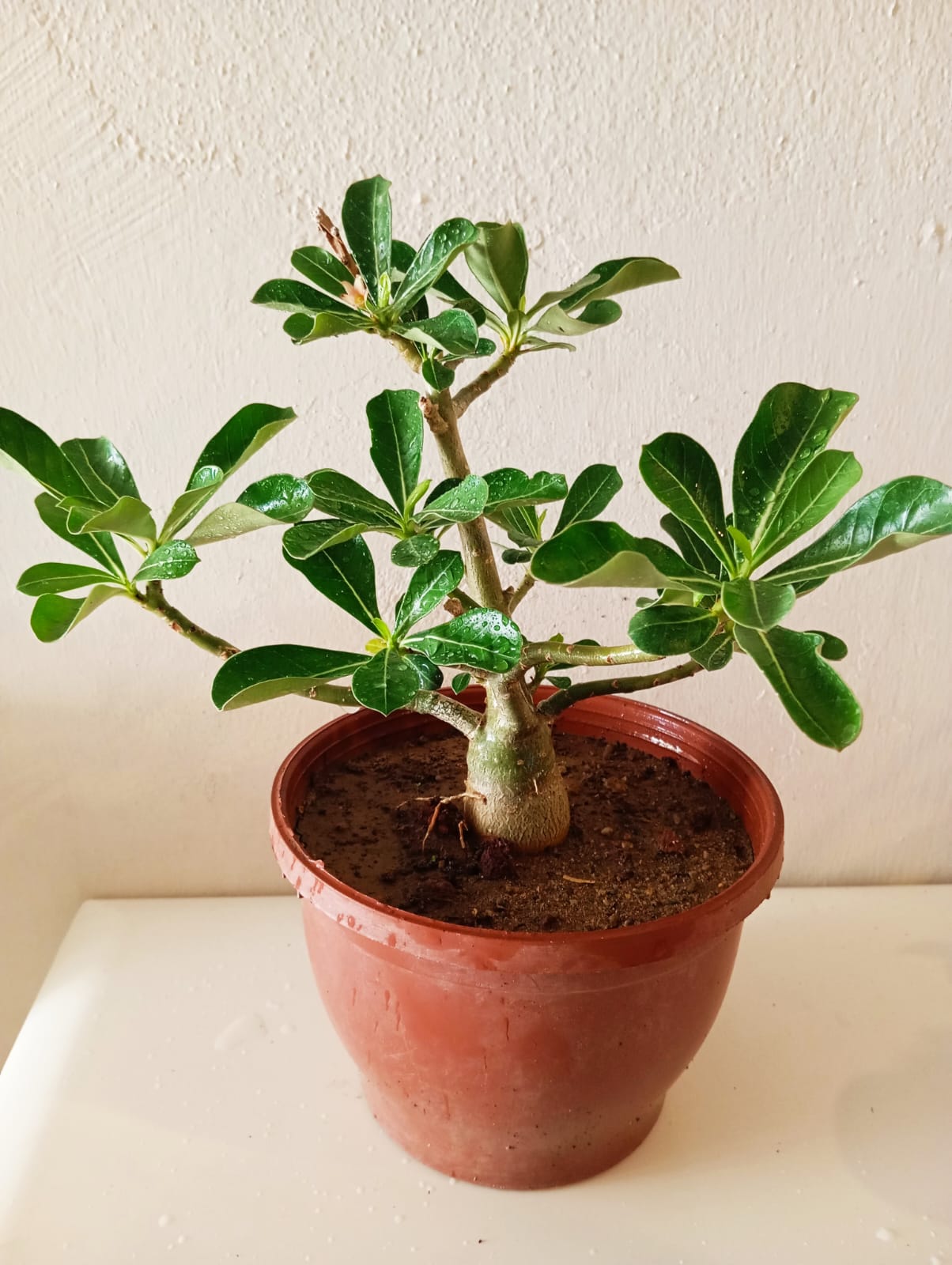 5 Yaşında Bol Tomurcuklu Adenium Bonsai – Özel Çöl Gülü Salon Bitkisi