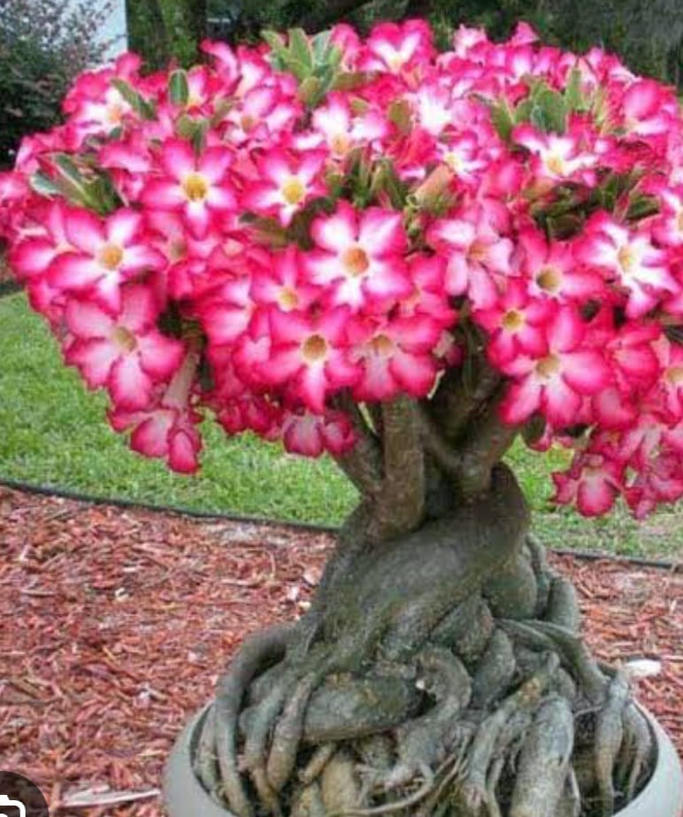 5 Yaşında Bol Tomurcuklu Adenium Bonsai – Özel Çöl Gülü Salon Bitkisi