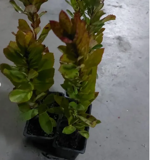 1 Yaşında Dağ Çileği Fidanı – Kompakt Saksıda Aromatik Kırmızı Meyve