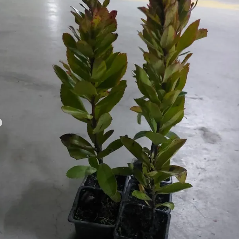 1 Yaşında Dağ Çileği Fidanı – Kompakt Saksıda Aromatik Kırmızı Meyve