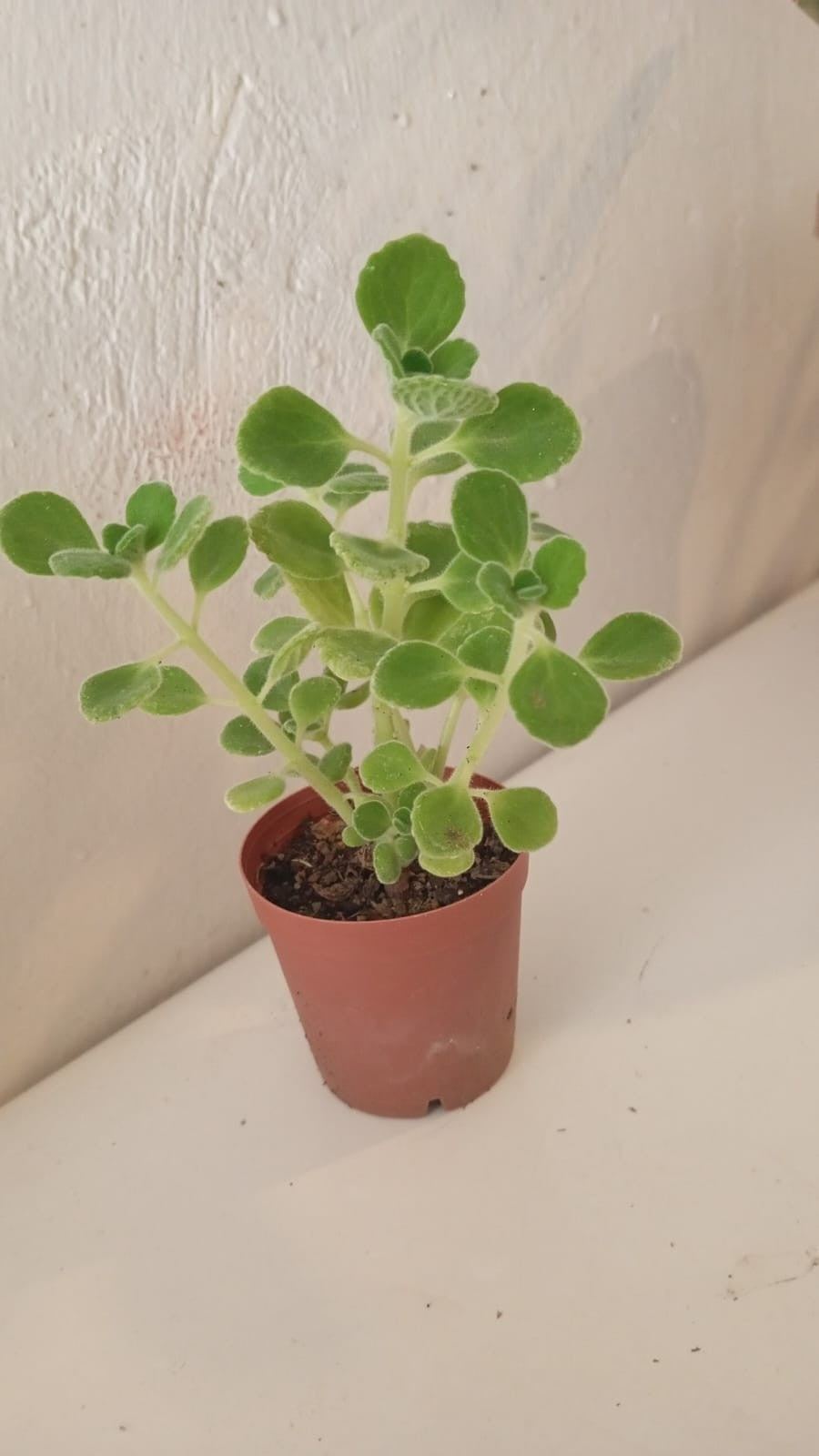 Plectranthus Amboinicus İkili Set – Kokulu Tıbbi Kuba Kekiği Saksıda