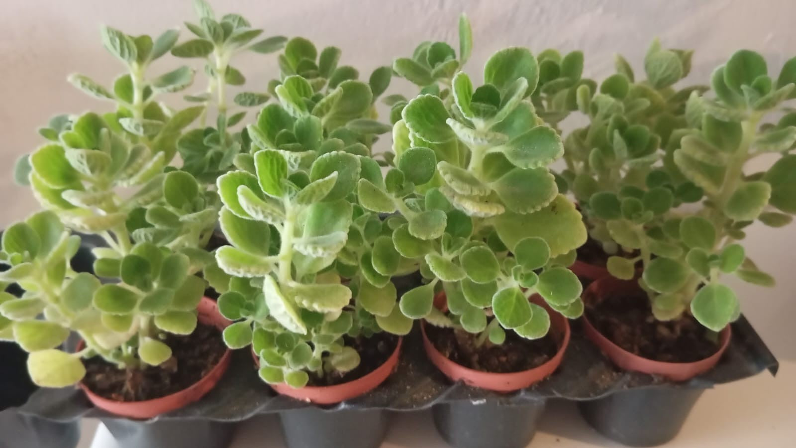 Plectranthus Amboinicus İkili Set – Kokulu Tıbbi Kuba Kekiği Saksıda