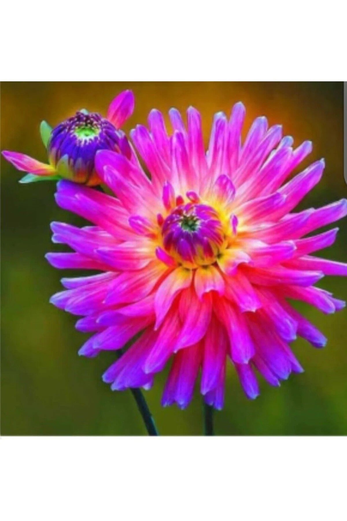 dahlia tohumu satın al