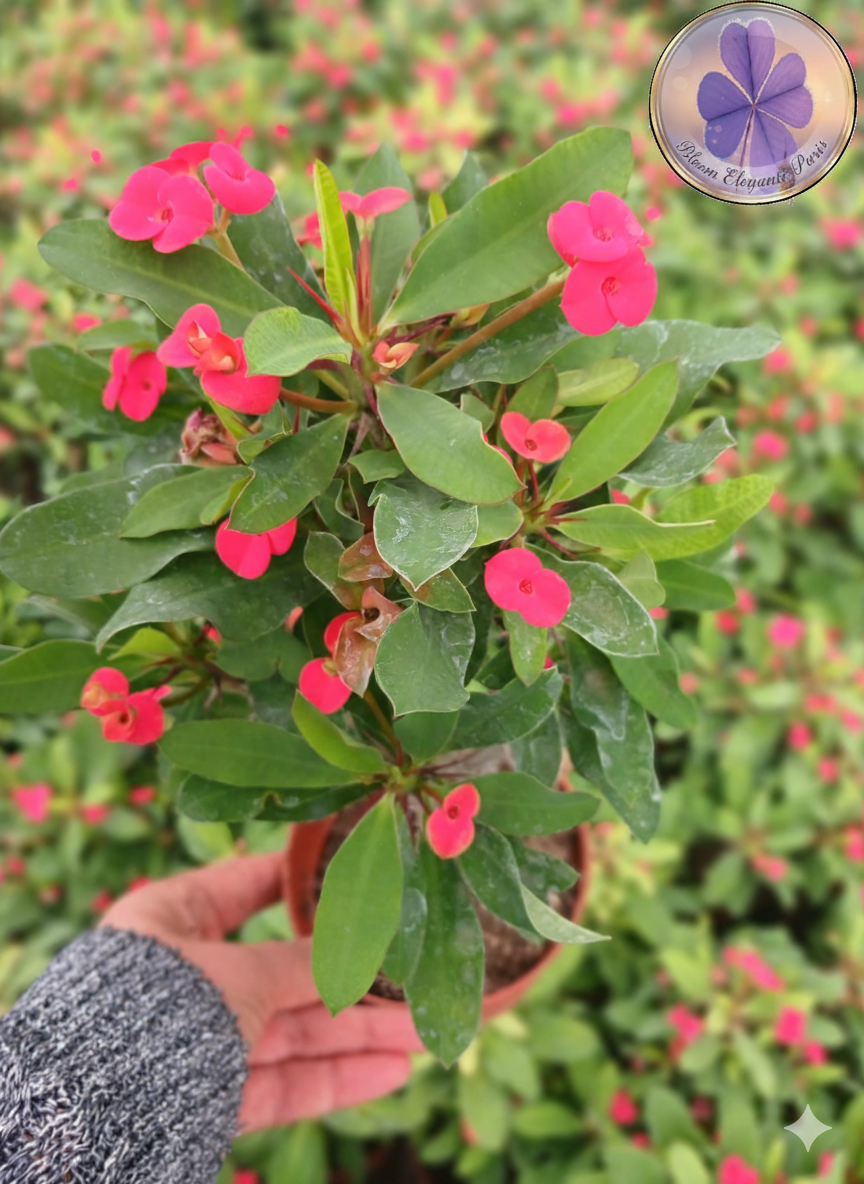 dikenler tacı renkleri