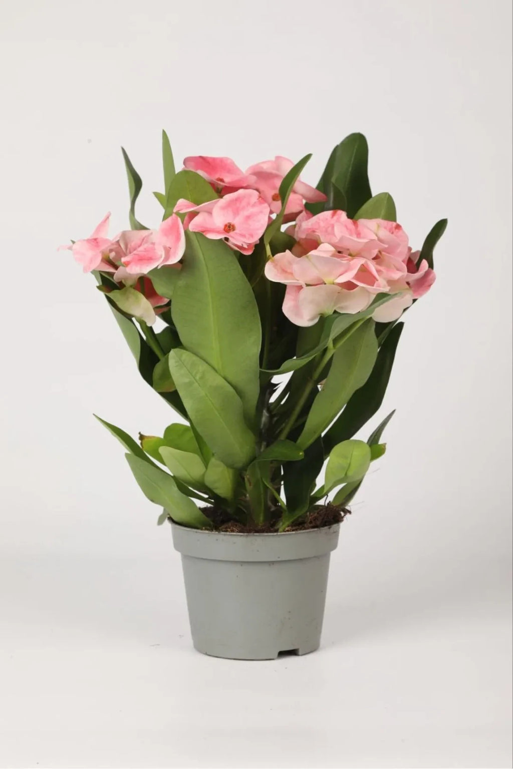 saksıda pembe dikenler tacı