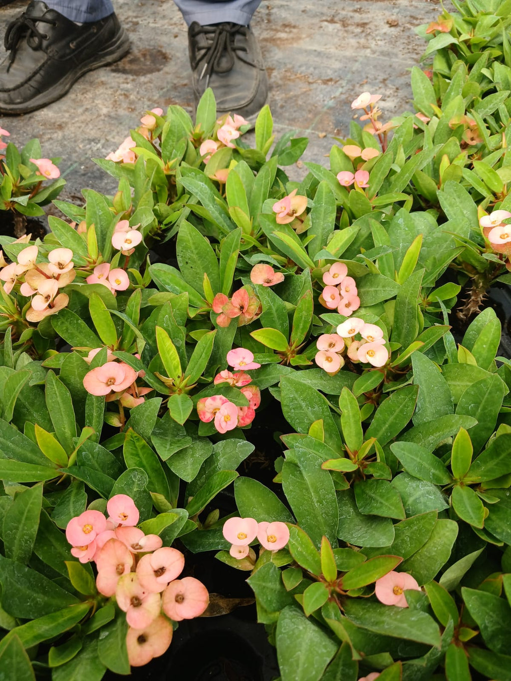 tayland dikenler taci