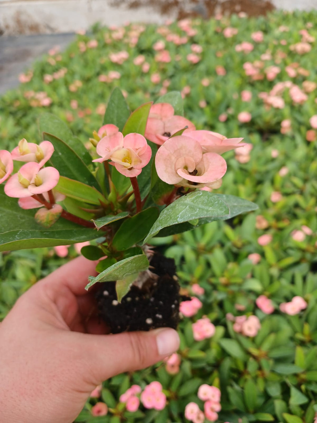 pembe tayland dikenler taci fidesi