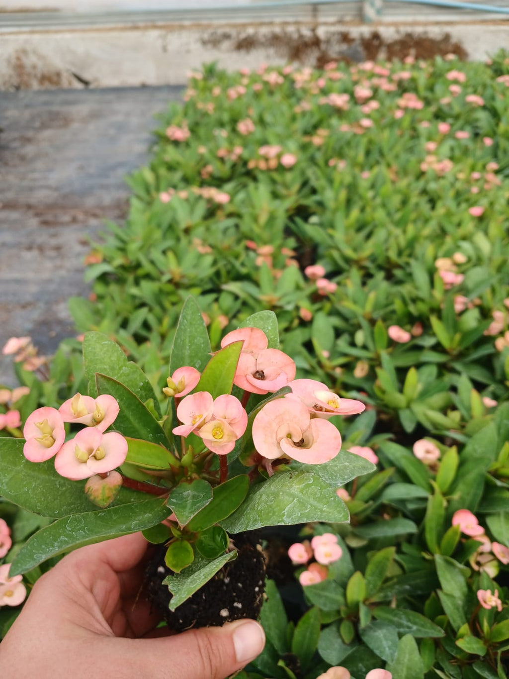 dikenler taci fidesi