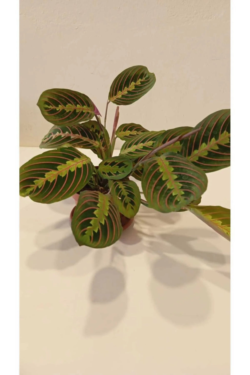 dua çiçeği faydaları