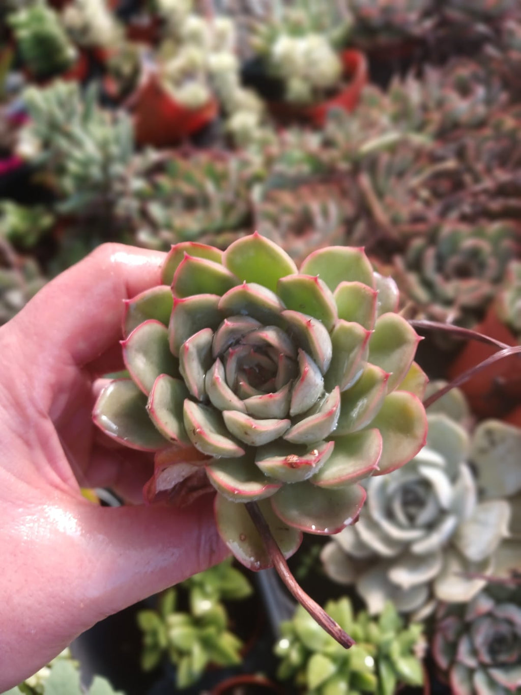 lipstick sukulent