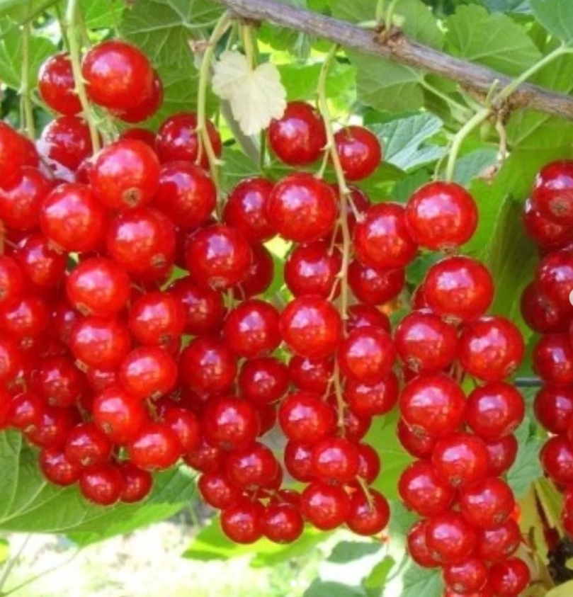 Saksıda Kırmızı Frenk Üzümü (Ribes Rubrum) Fidanı – Hobi Bahçenize Lezzet Katın