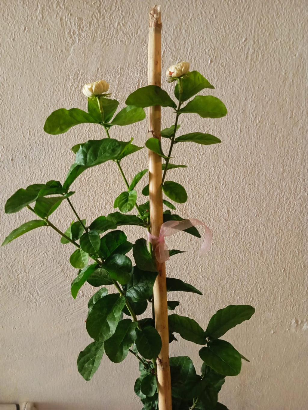 Mis Kokulu Ful Sarmaşığı (Arap Yasemini) 50-75 cm – Bol Tomurcuklu Canlı Saksı Bitkisi