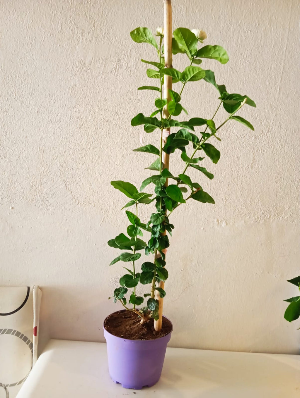 Mis Kokulu Ful Sarmaşığı (Arap Yasemini) 50-75 cm – Bol Tomurcuklu Canlı Saksı Bitkisi