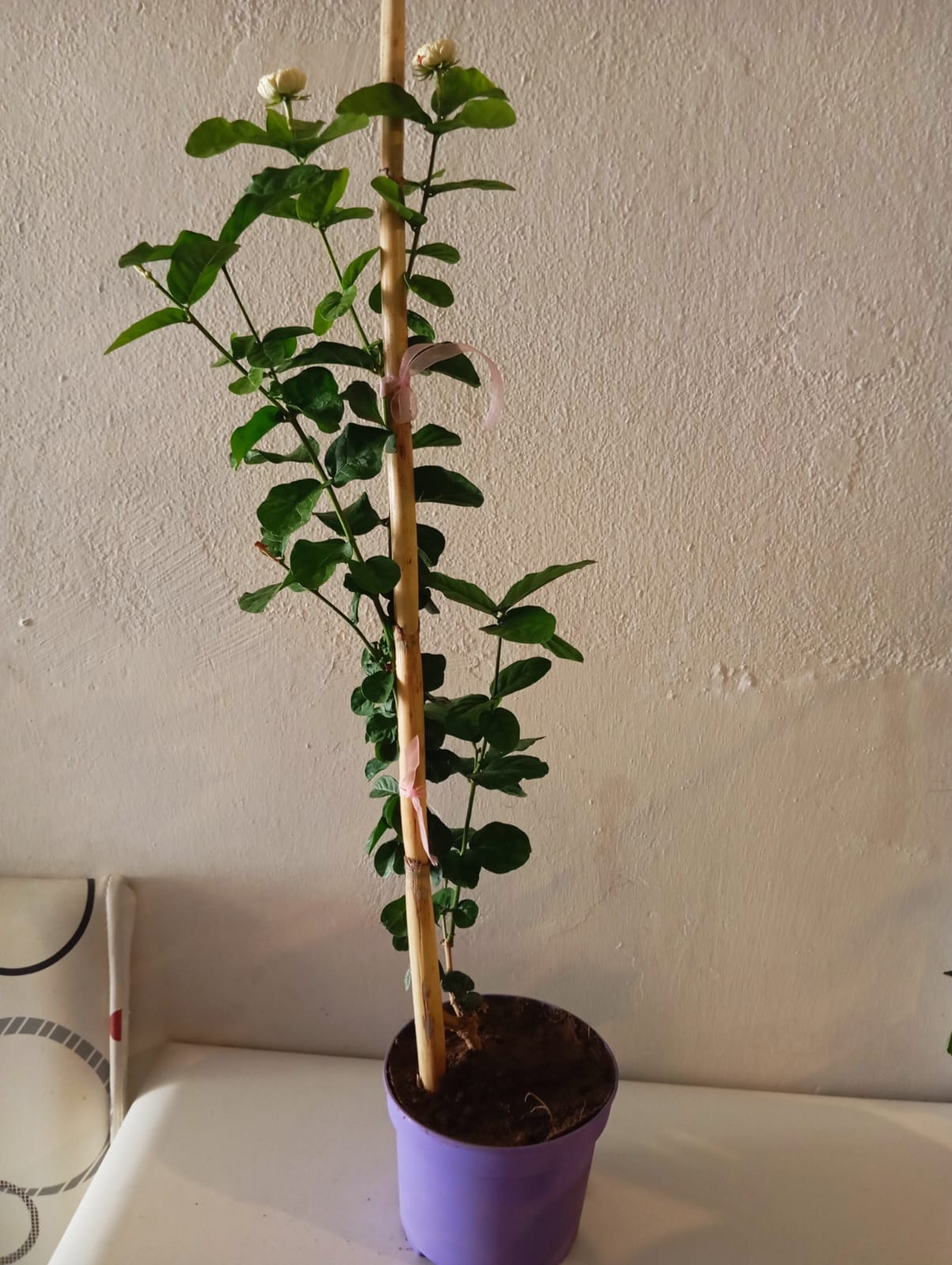 Mis Kokulu Ful Sarmaşığı (Arap Yasemini) 50-75 cm – Bol Tomurcuklu Canlı Saksı Bitkisi