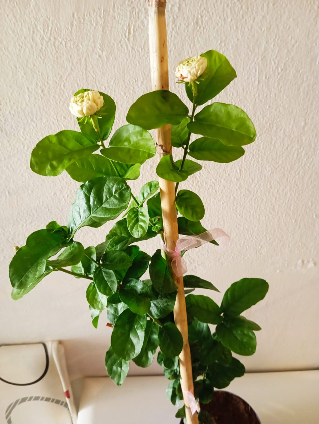 Mis Kokulu Ful Sarmaşığı (Arap Yasemini) 50-75 cm – Bol Tomurcuklu Canlı Saksı Bitkisi