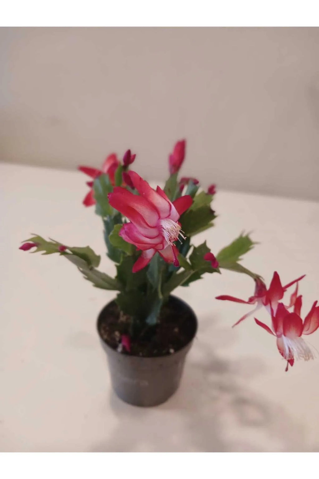 paskalya çiçeği çeşitleri