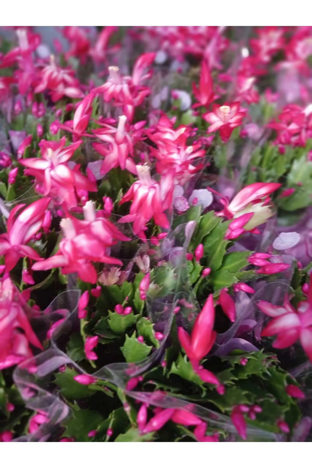 paskalya çiçeği renkleri