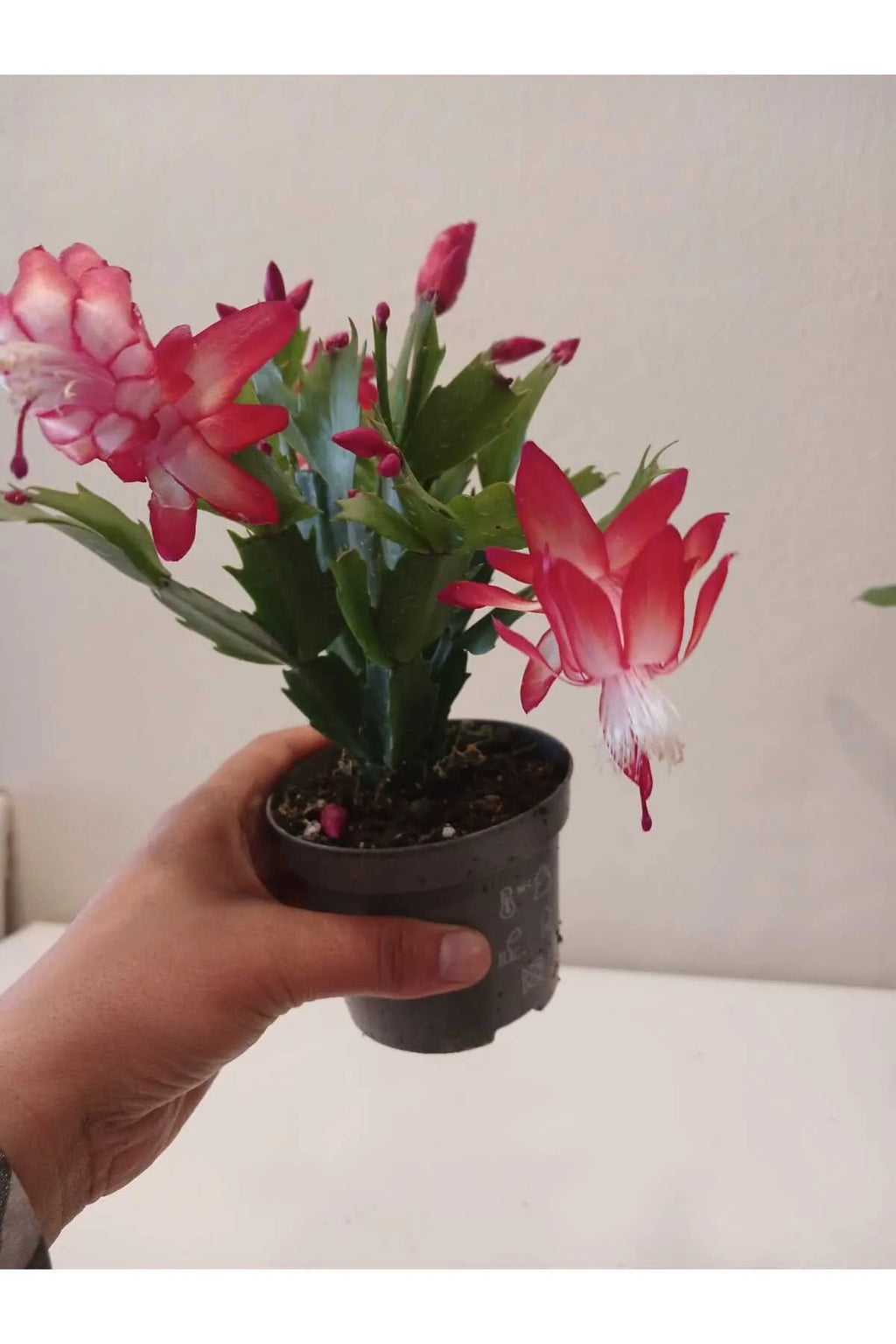 paskalya çiçeği ne zaman açar