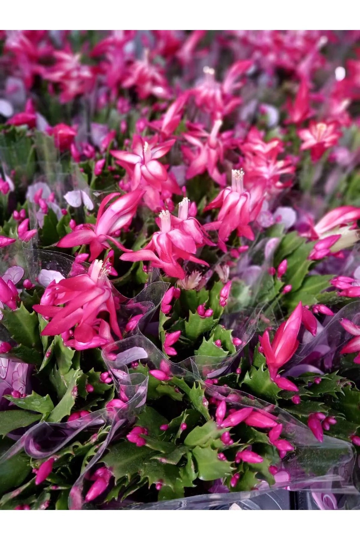 yilbaşı çiçeği fuşya renk