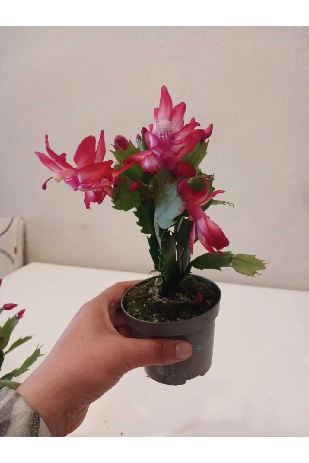 paskalya çiçeği satın al