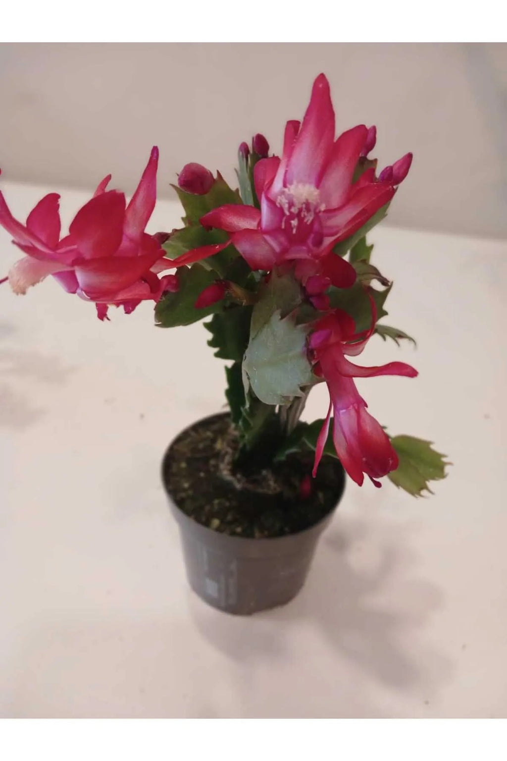 yilbaşı çiçeği satın al