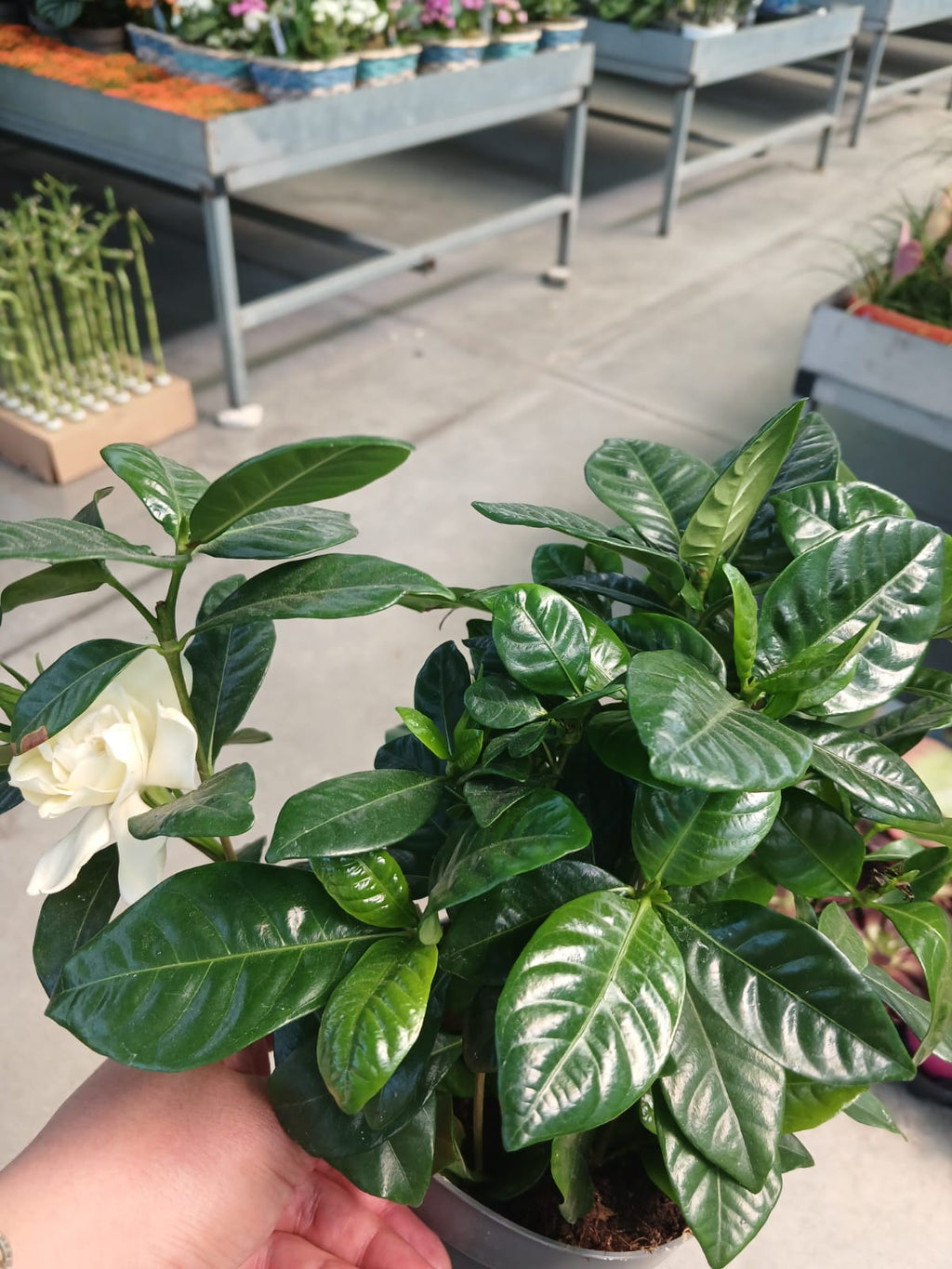 saksıda beyaz çiçekli gardenya