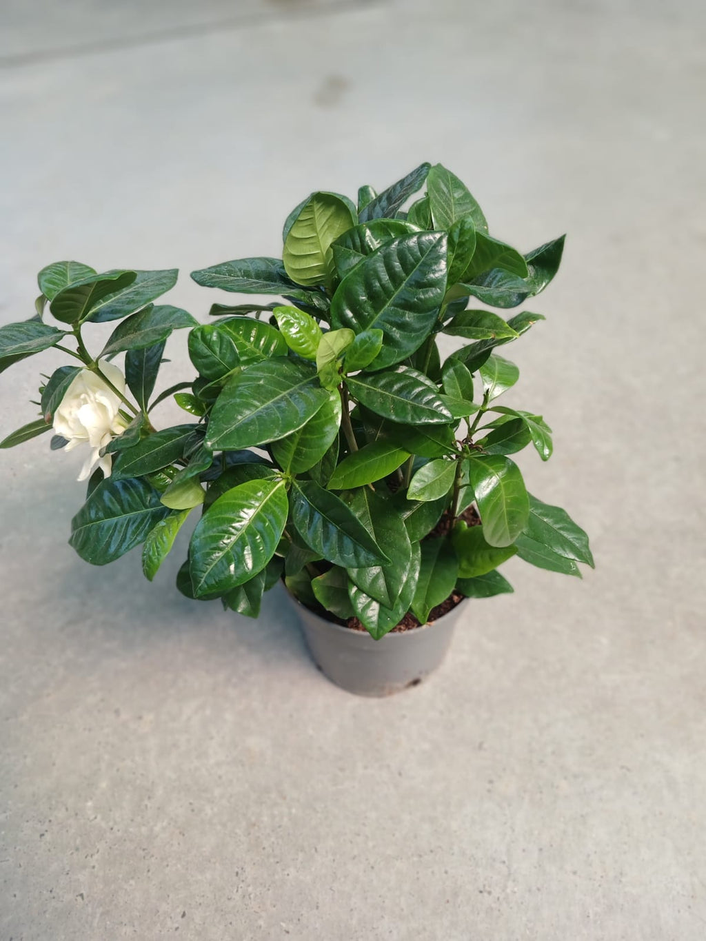 beyaz çiçekli gardenya