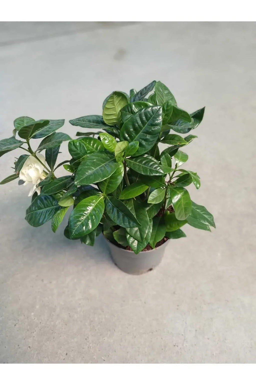 gardenya çiçeği bakımı