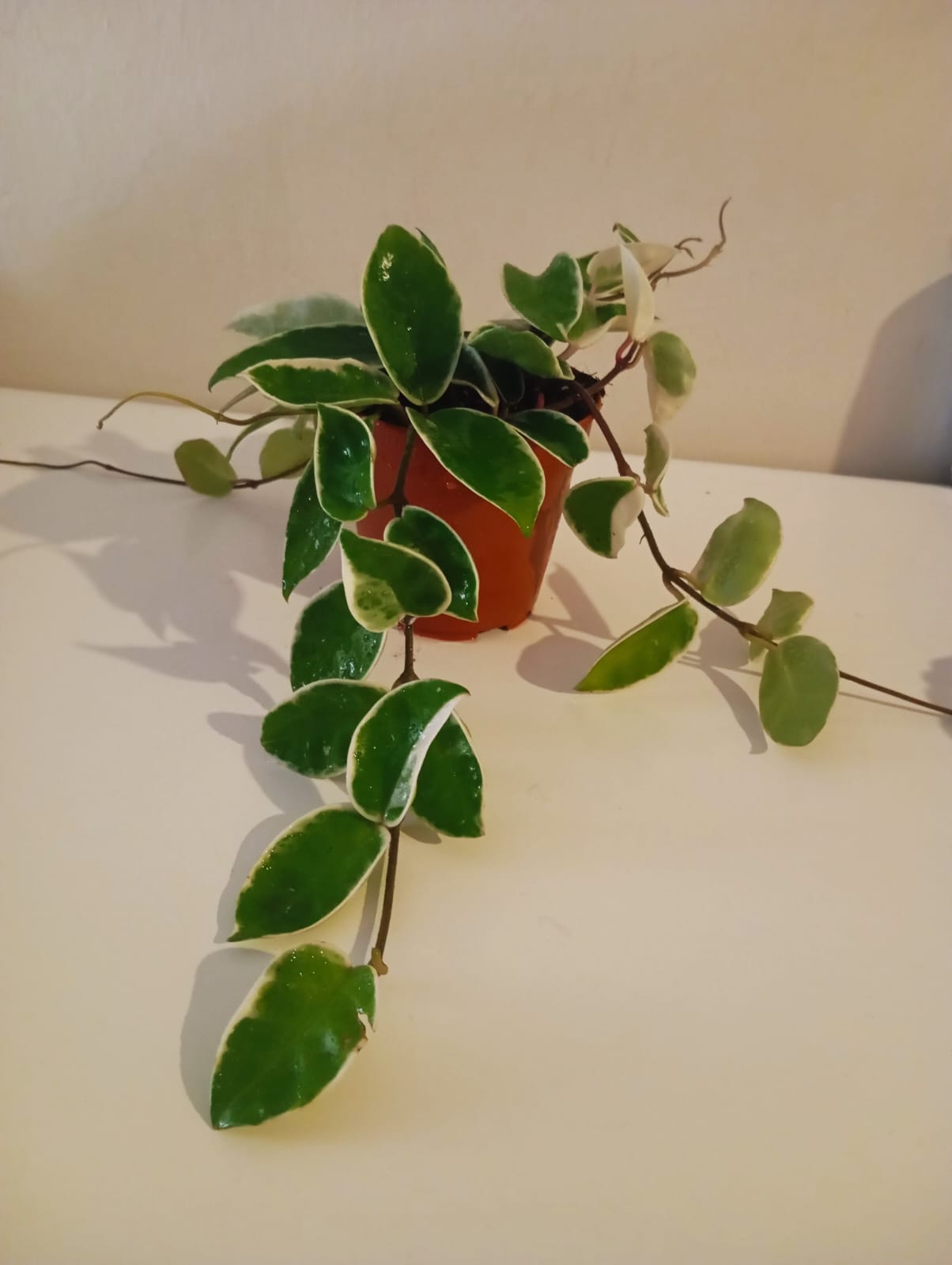 mum çiçeği nasıl sardırılır