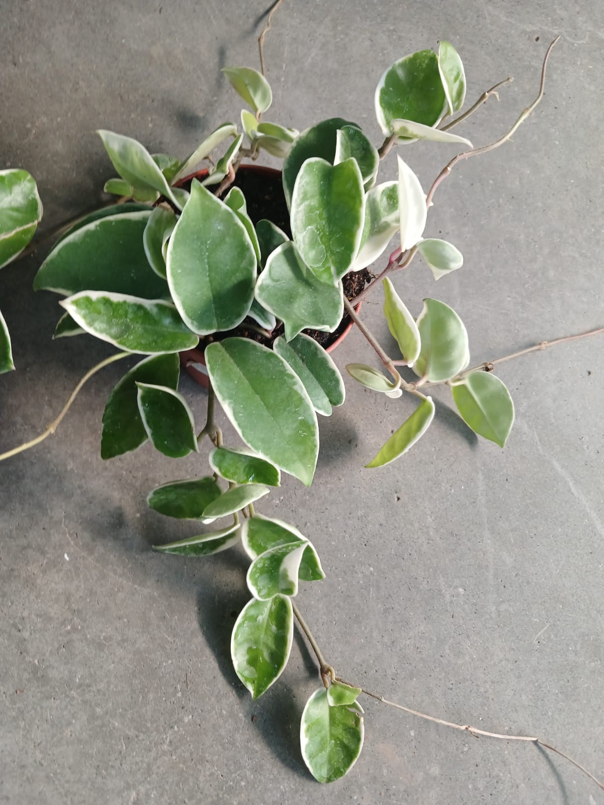 mum çiçeği nasıl çiçek açar