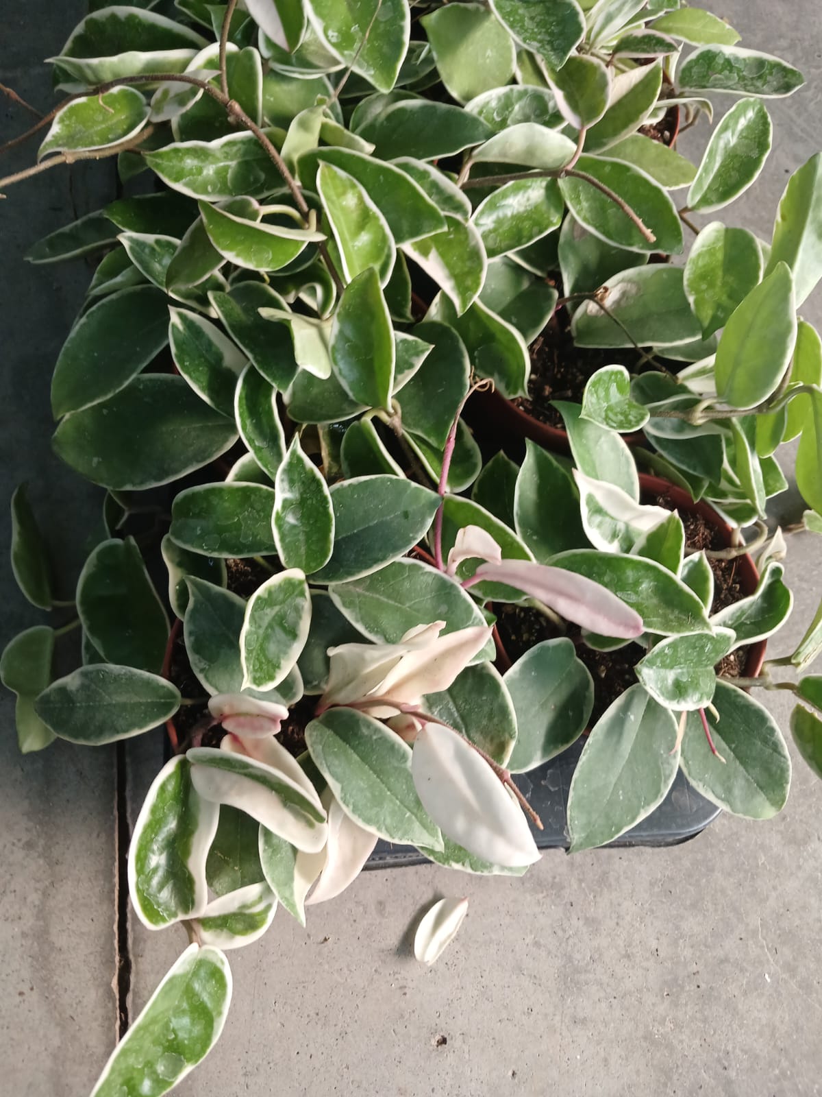 mum çiçeği satın al