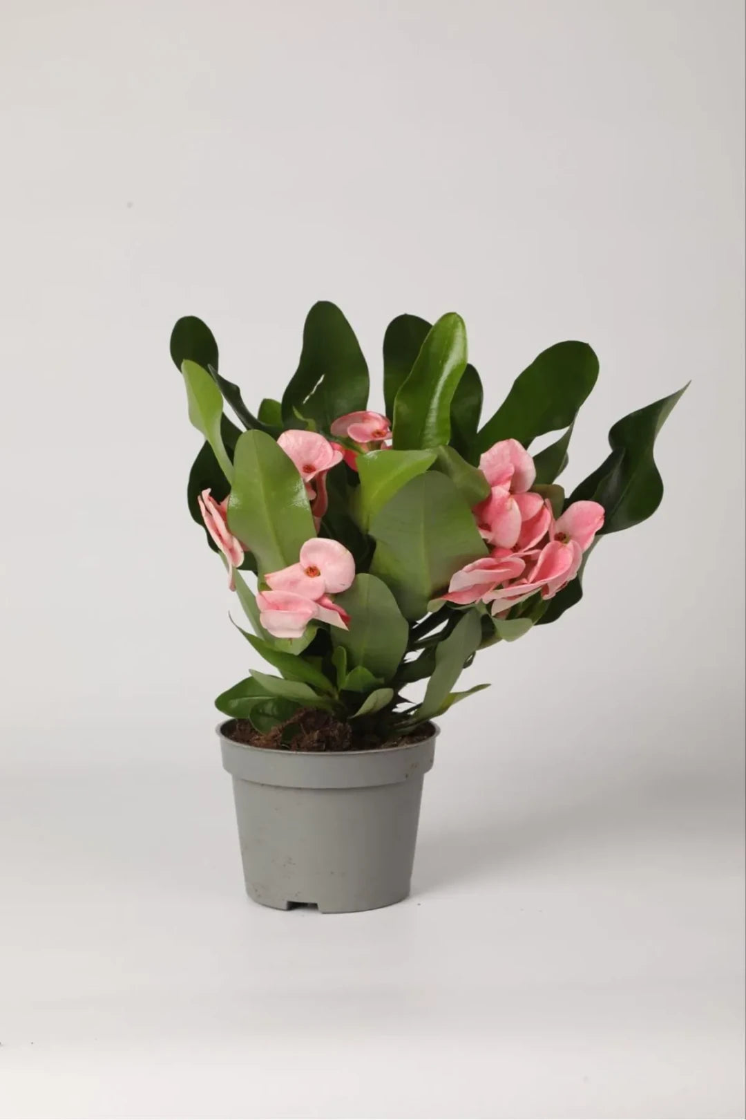Dekoratif Dikenler Tacı – Euphorbia Milii | Zarif İç Mekan Bitkisi