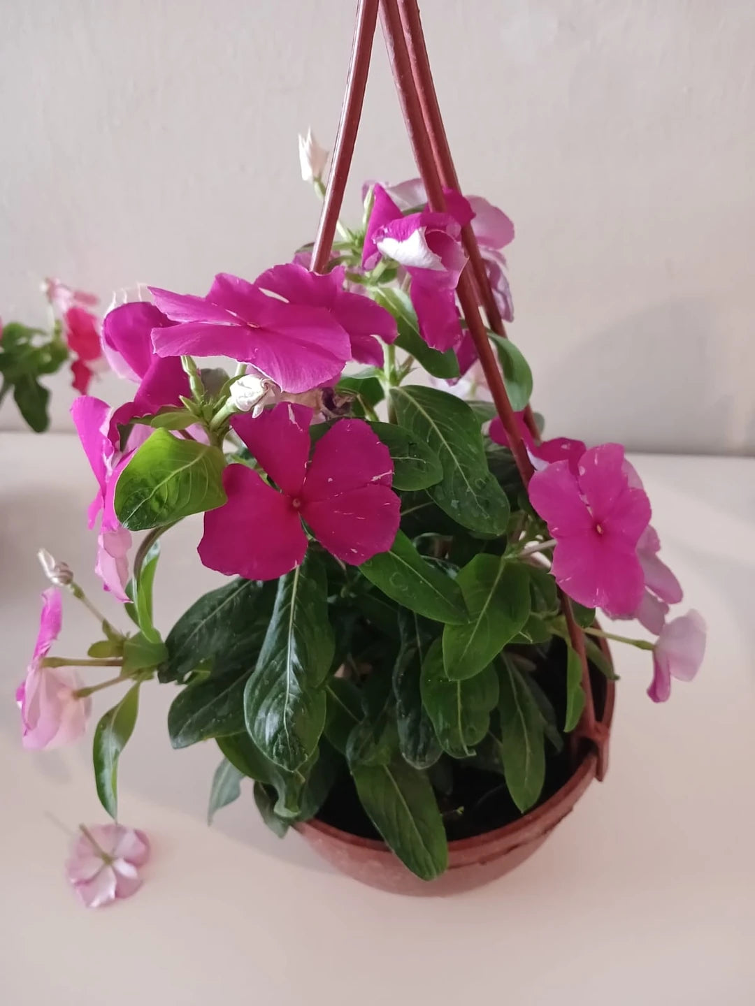 Saksıda Fuşya Pervane Çiçeği – Catharanthus Roseus | 4 Mevsim Kalıcı