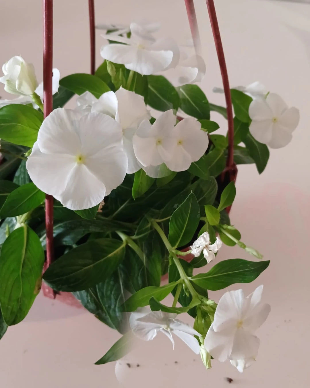 Saksıda Beyaz Pervane Çiçeği – Catharanthus Roseus | 4 Mevsim Kalıcı