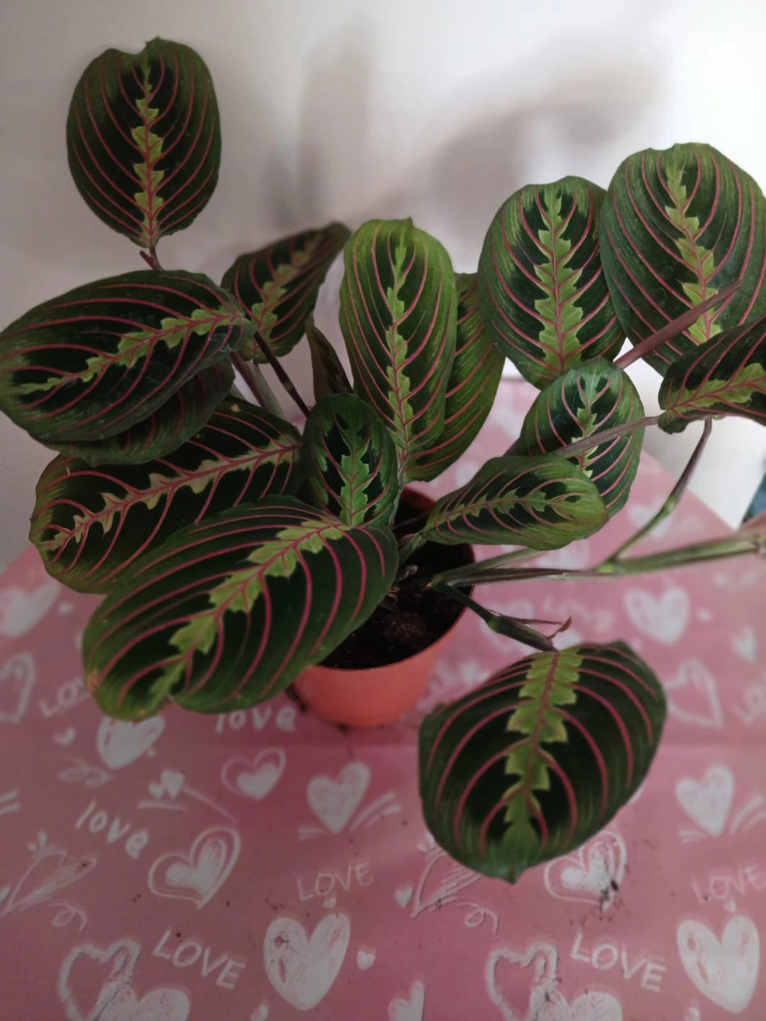 Maranta Erythroneura – Dua Çiçeği | Modern İç Mekan Bitkisi