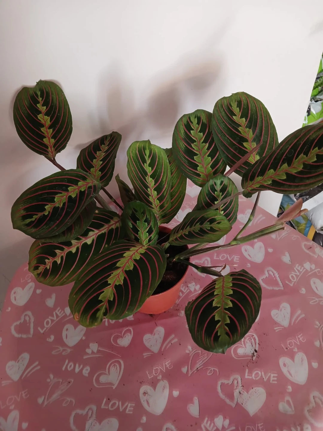 Maranta Erythroneura – Dua Çiçeği | Modern İç Mekan Bitkisi