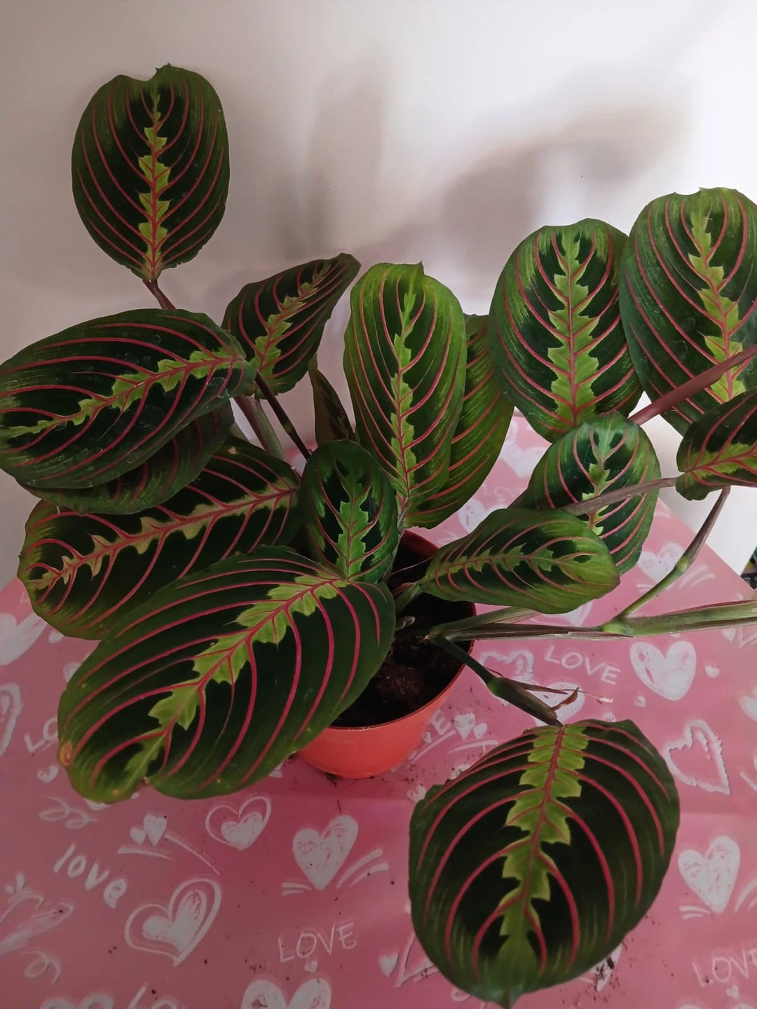 Maranta Erythroneura – Dua Çiçeği | Modern İç Mekan Bitkisi