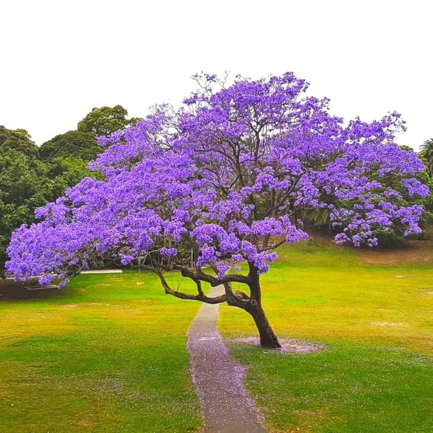 Mor Çiçekli Jakaranda Ağacı – Jacaranda mimosifolia Fidanı (Bahçe ve Peyzaj İçin)