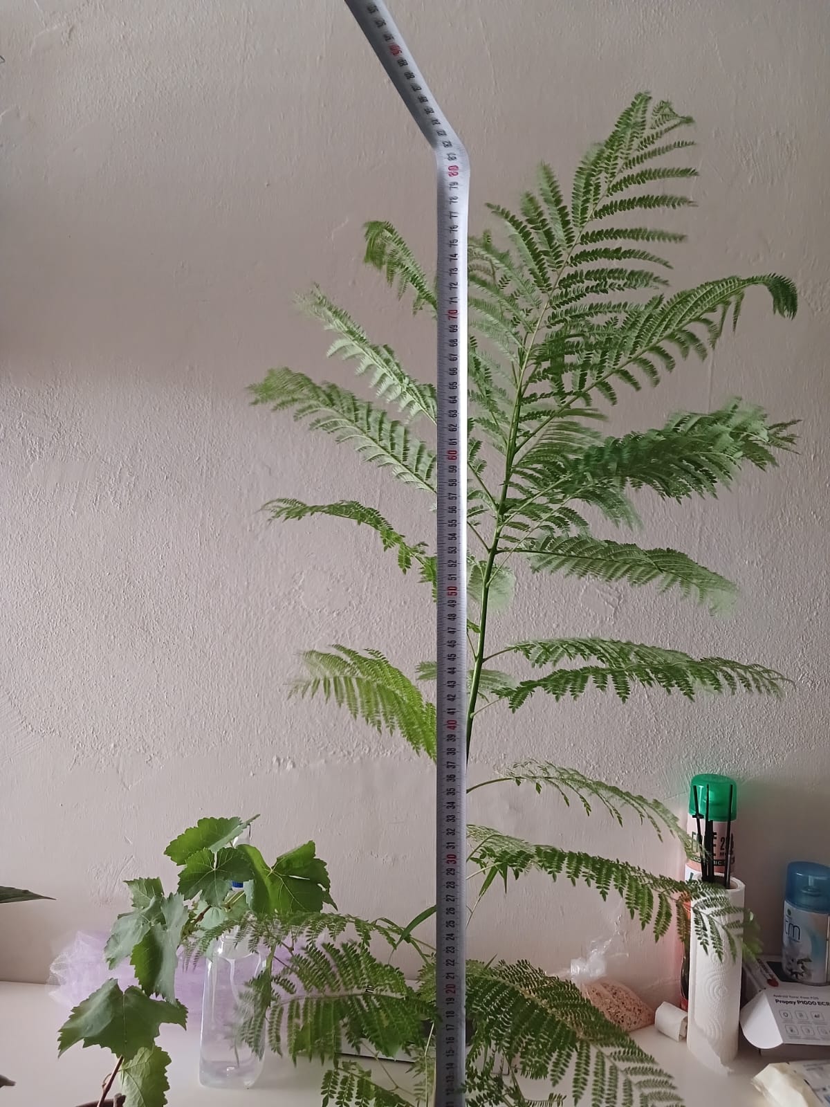 Mor Çiçekli Jakaranda Ağacı – Jacaranda mimosifolia Fidanı (Bahçe ve Peyzaj İçin)