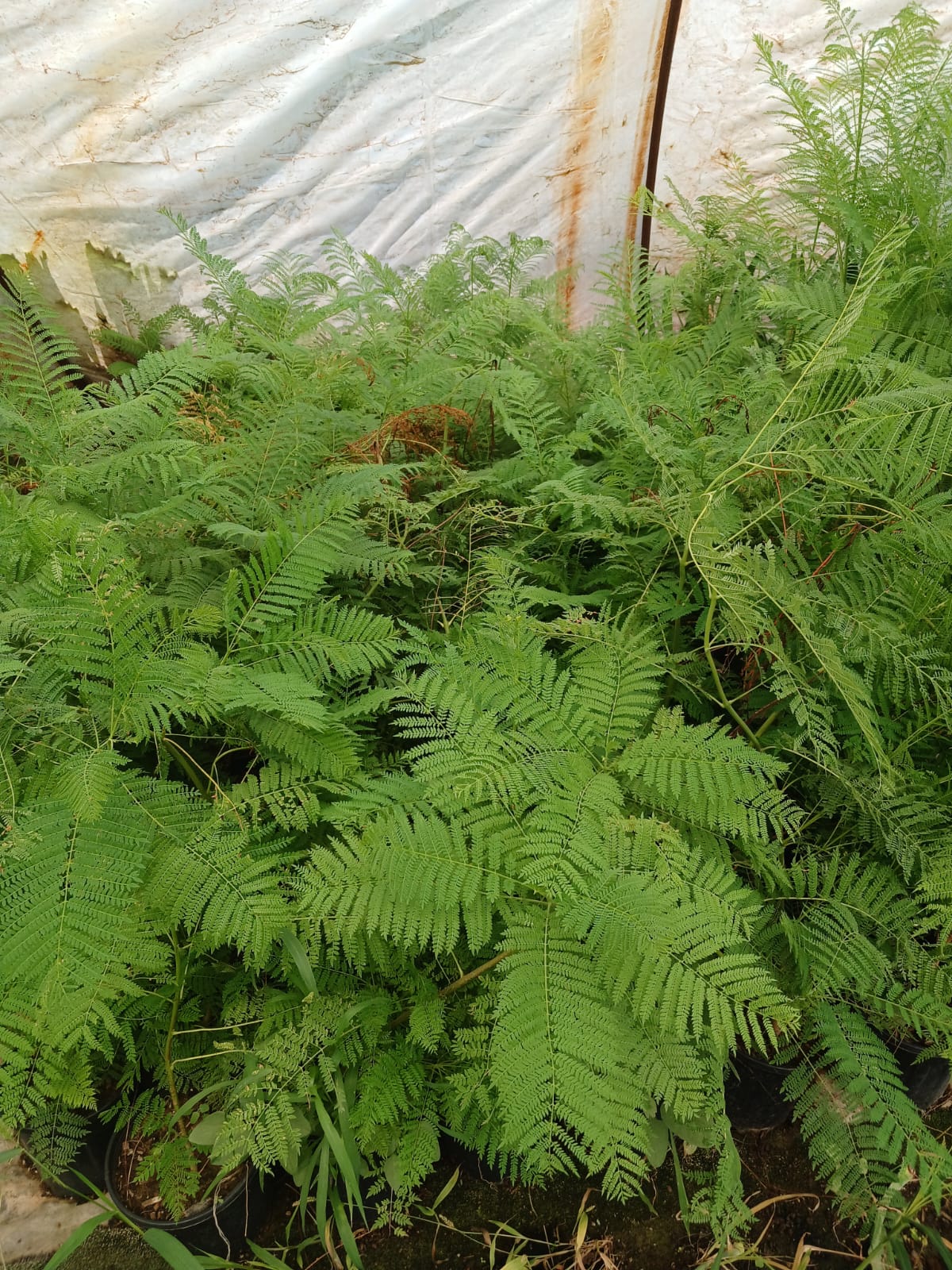 Mor Çiçekli Jakaranda Ağacı – Jacaranda mimosifolia Fidanı (Bahçe ve Peyzaj İçin)