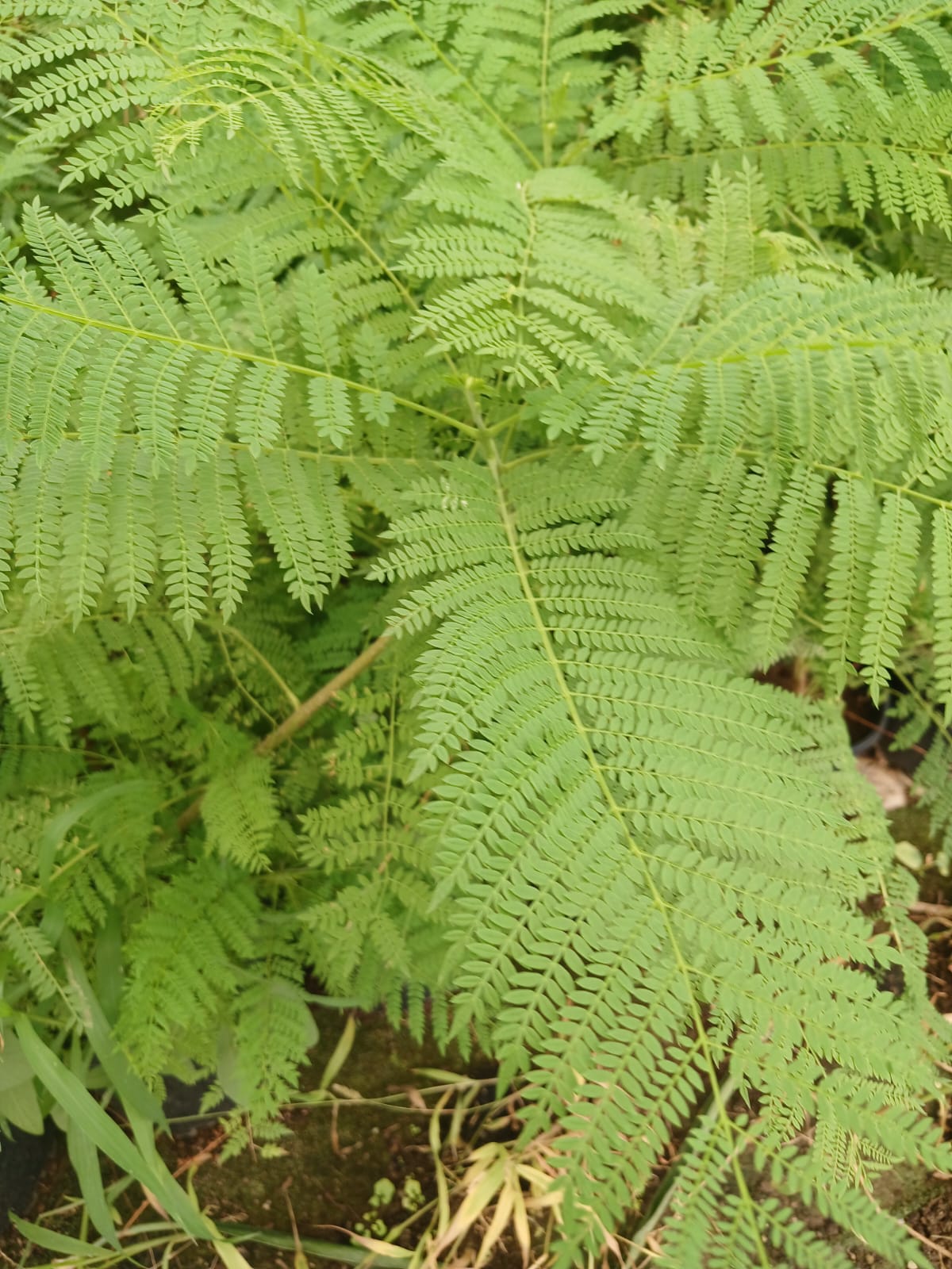 jakaranda fidani görseli