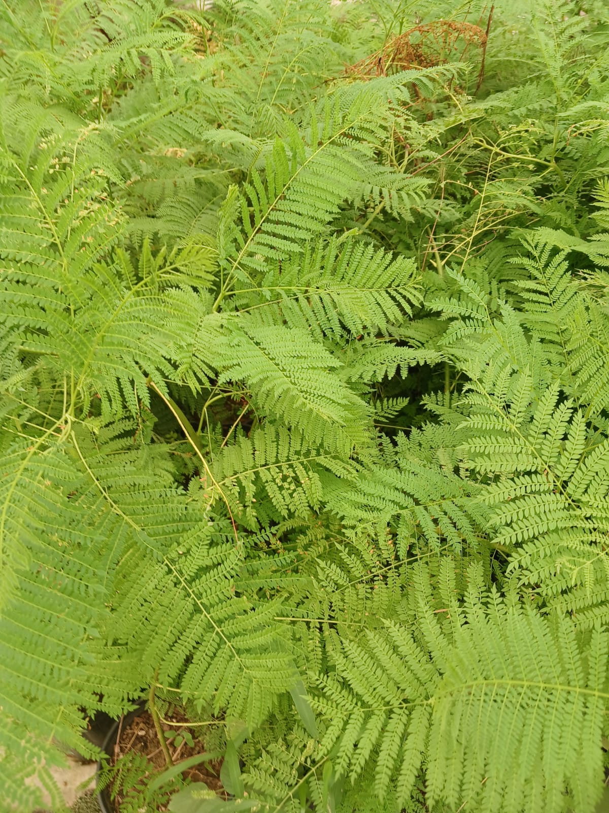 Mor Çiçekli Jakaranda Ağacı – Jacaranda mimosifolia Fidanı (Bahçe ve Peyzaj İçin)