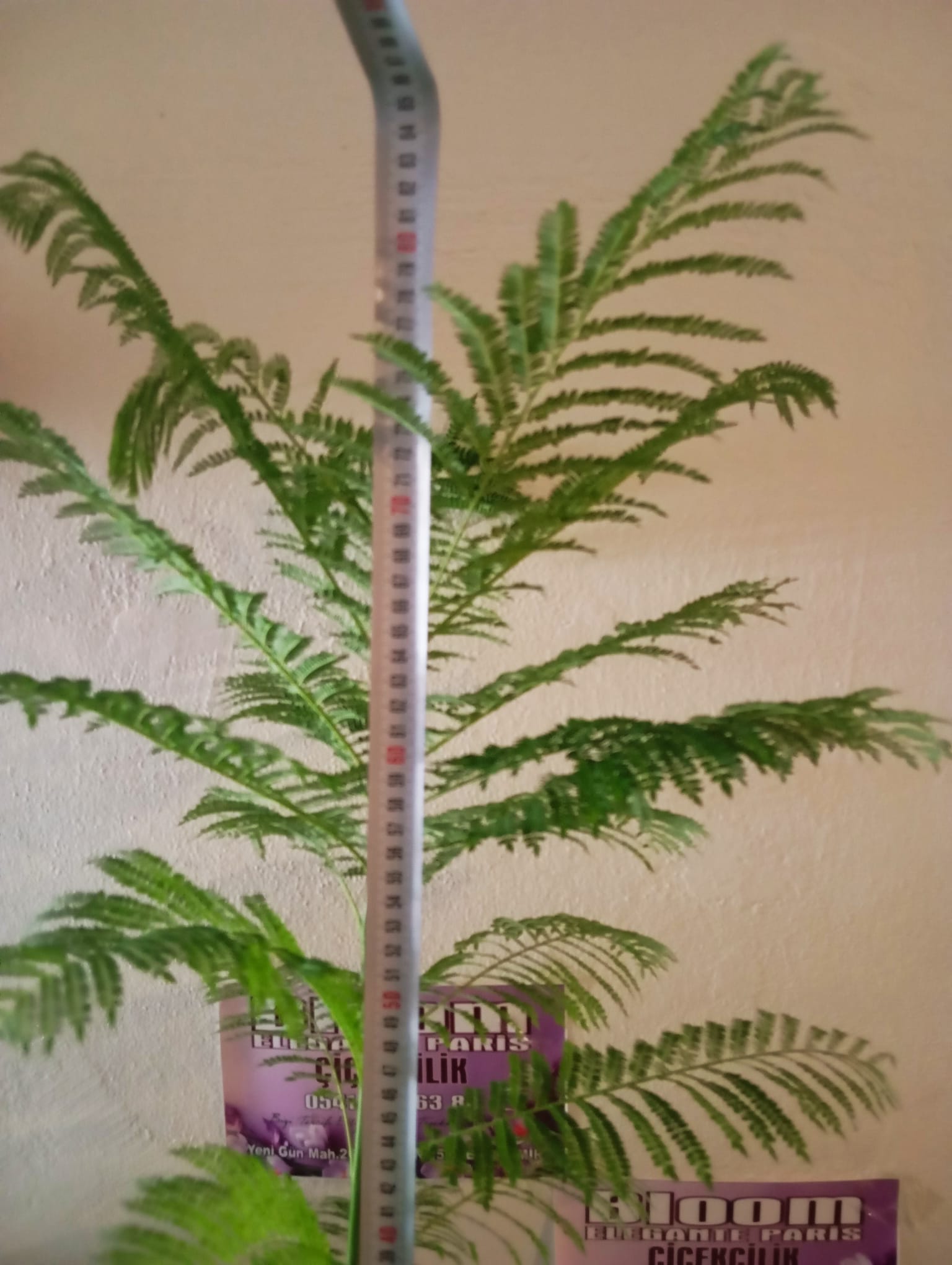 Mor Çiçekli Jakaranda Ağacı – Jacaranda mimosifolia Fidanı (Bahçe ve Peyzaj İçin)
