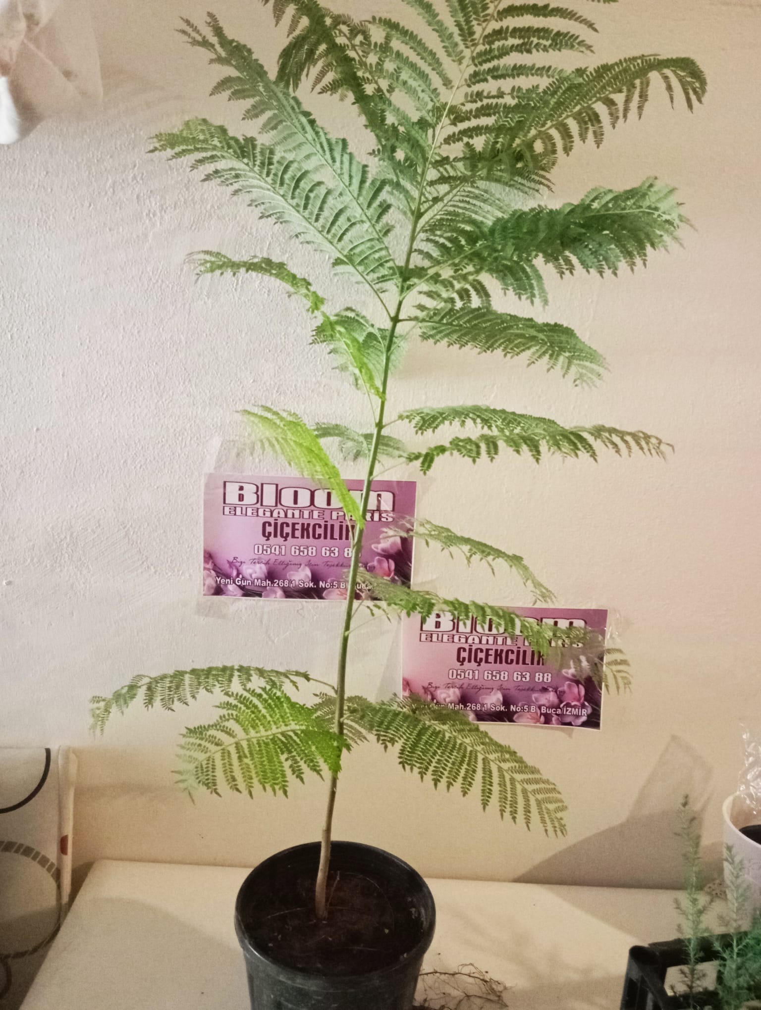 jakaranda fidani görseli