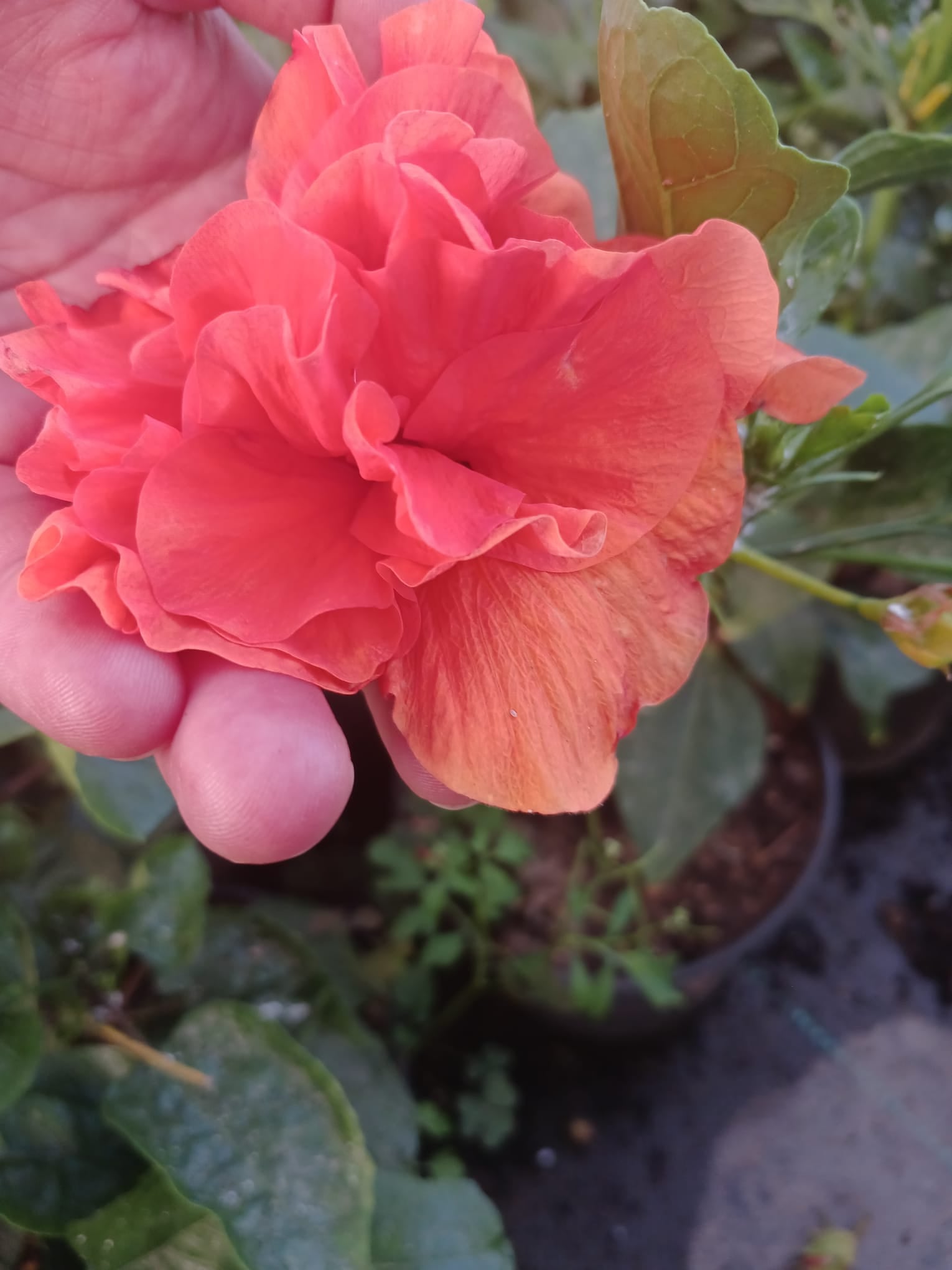 Saksıda Canlı Turuncu Japon Gülü – Hibiscus Ev & Balkon Çiçeği, Uzun Ömürlü