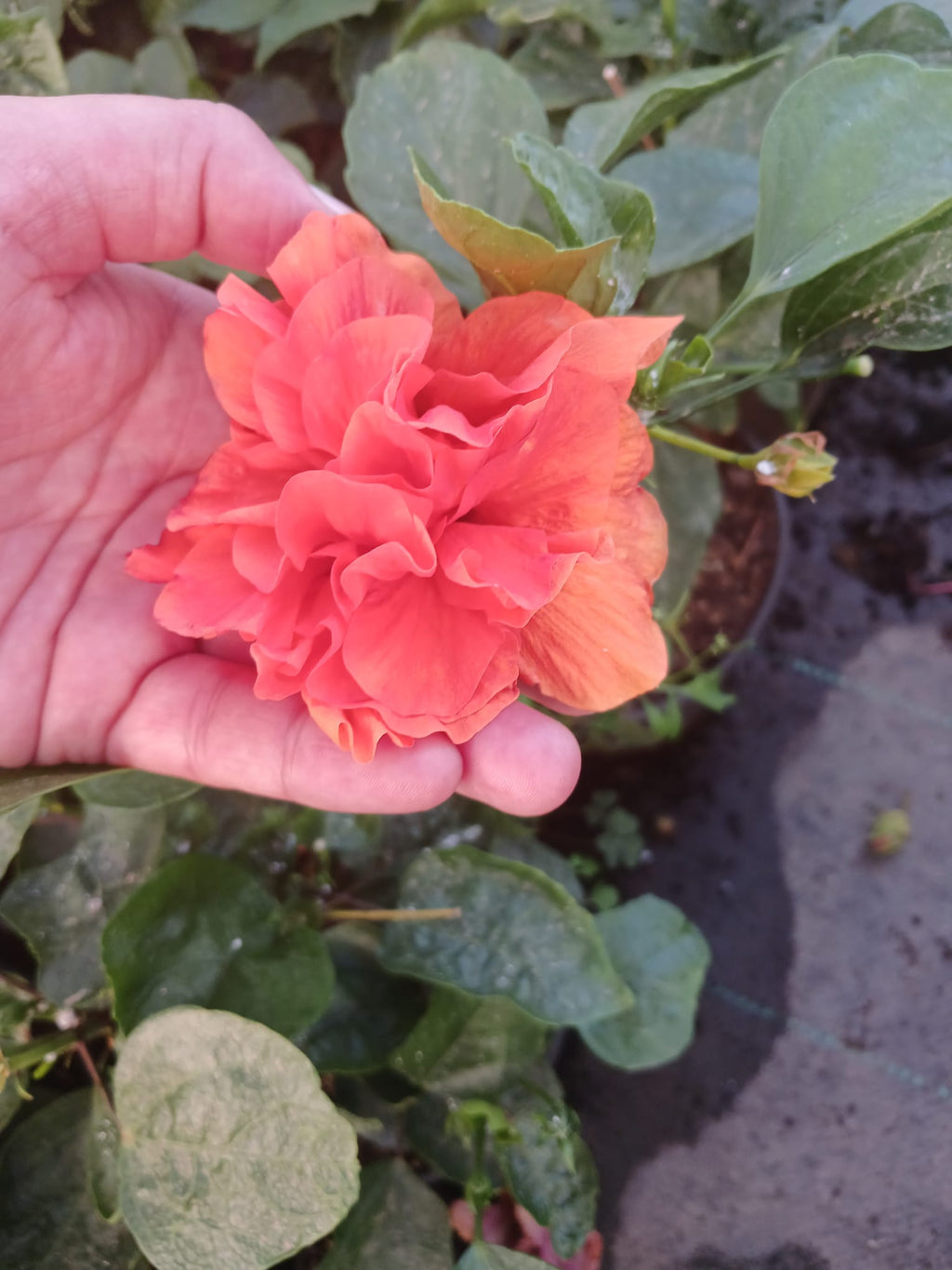Saksıda Canlı Turuncu Japon Gülü – Hibiscus Ev & Balkon Çiçeği, Uzun Ömürlü