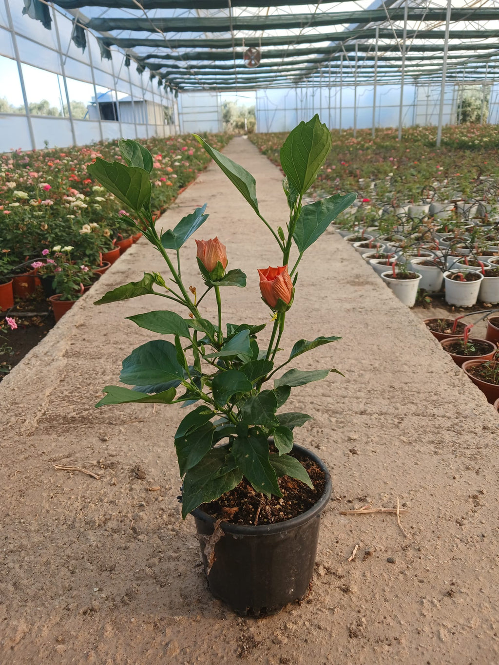 turuncu japon gülü