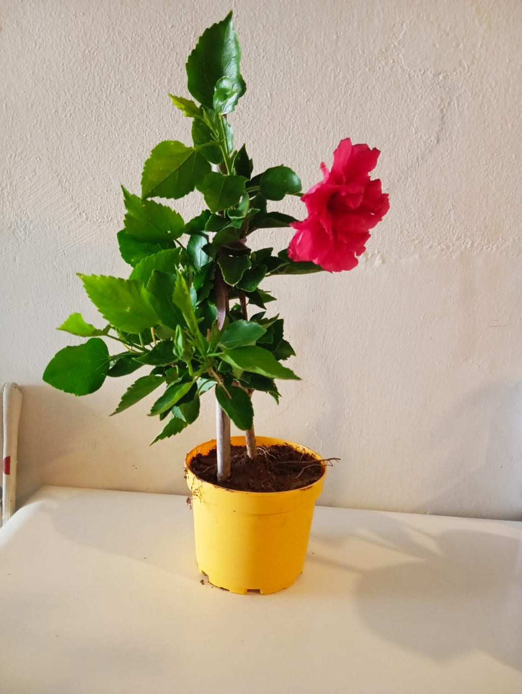 Katmerli Japon Gülü (Hibiscus) Fuşya – Canlı Saksı Çiçeği  Ev & Balkon Dekorasyonu